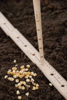 Plant lineaal met pootstok