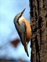 Boomkruiper nestkast