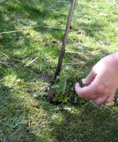 Aspergesteker