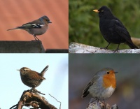 Wintervoer voor tuinvogels