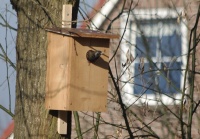 Spreeuw nestkast