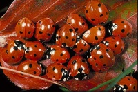 Lieveheersbeestkastjes