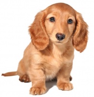 TOPSTAR&reg; PUPPY