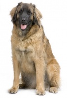 TOPSTAR&reg; JUNIOR LARGE BREED